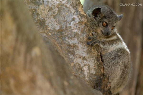  p>白足鼬狐猴也叫 a href="#">白脚猴 /a>,素有" a href="#">拳击猴 