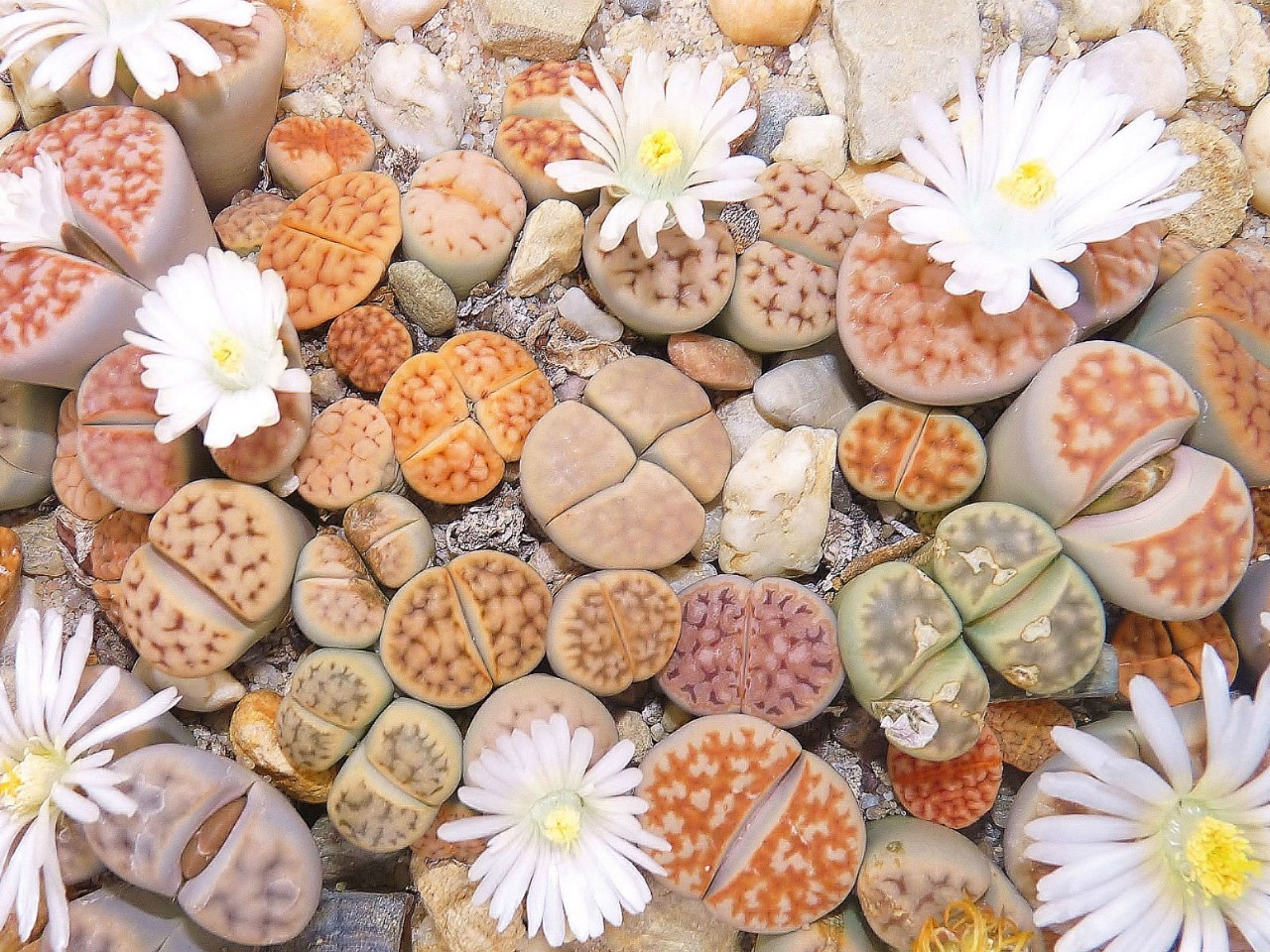  p>生石花(学名: i>lithops /i> n. e. br.