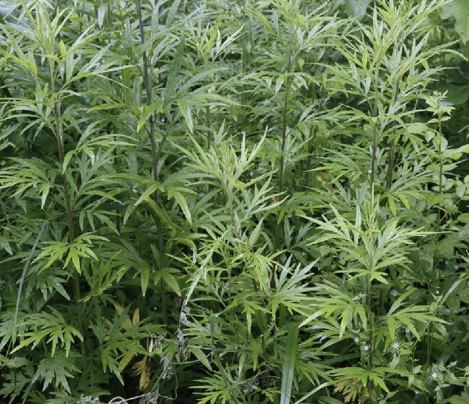  p>艾(学名: i>artemisia argyi /i> levl.