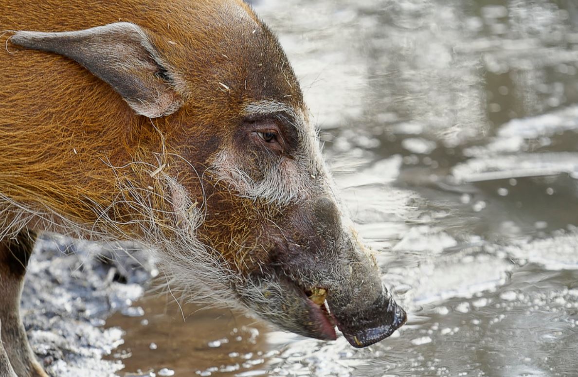  p>红河野猪(学名: i>potamochoerus porcus /i>):体长100-150厘米