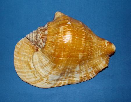  p>阔唇凤凰螺(学名:tricornis latissimus)雌雄异体.