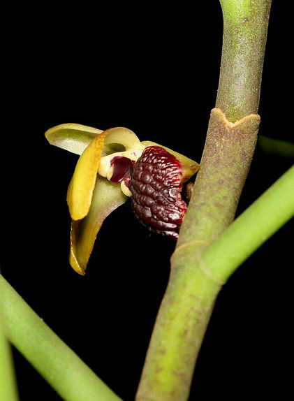  p>大花钗子股(学名: i>luisia magniflora /i>  z. h. tsi et s. c.