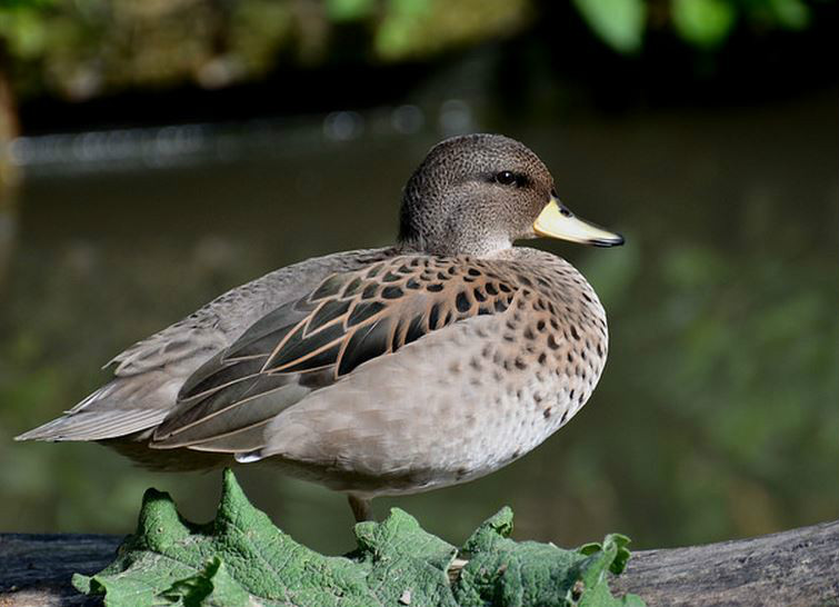  p>斑头鸭(学名: i>anas flavirostris /i>)属鸭科鸭属中型 a href="