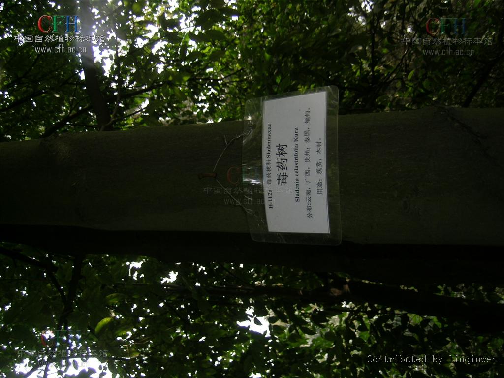  p>毒药树属(学名:sladenia kurz)是猕猴桃科毒药树属植物 .