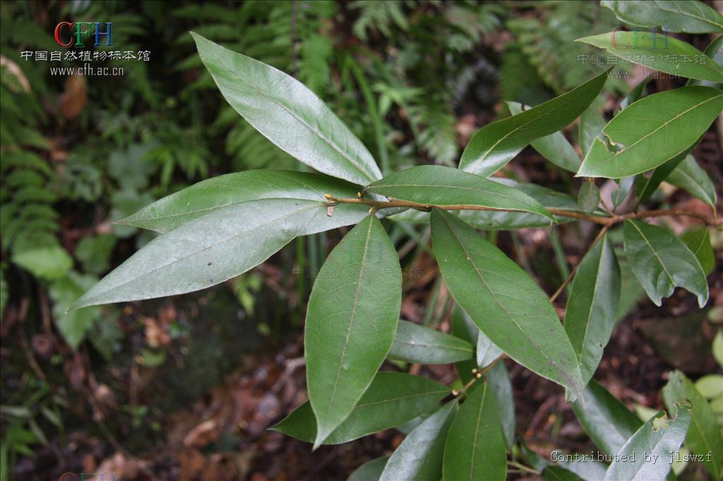  p>闽楠(拉丁学名: i>phoebe bournei /i> (hemsl.