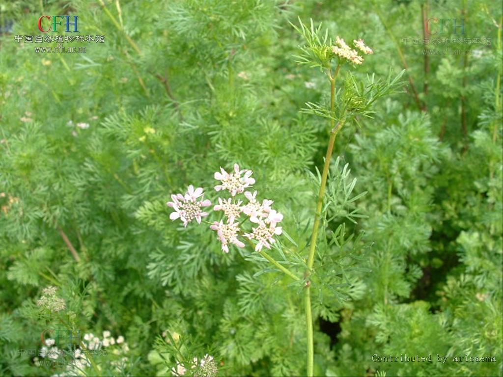  p data-id="gncib07rgb">香菜,学名 a target="_blank" href="/item