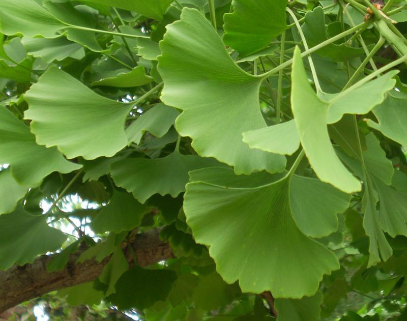  p data-id="gnayvtuv3n">银杏科落叶乔木银杏叶子的俗称.