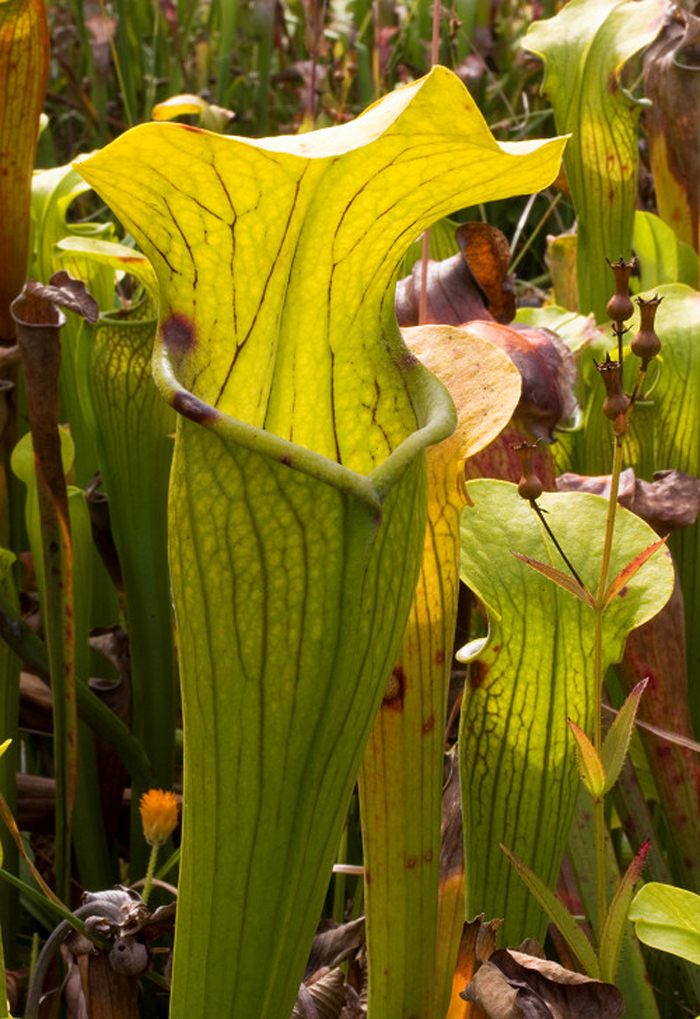  p data-id="gnauc8ap4a">翅状瓶子草(学名:sarracenia alata )单词"