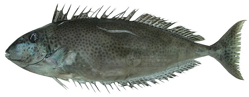  p>老氏鼻鱼是属鲈形目,刺尾鱼科的动物. /p>