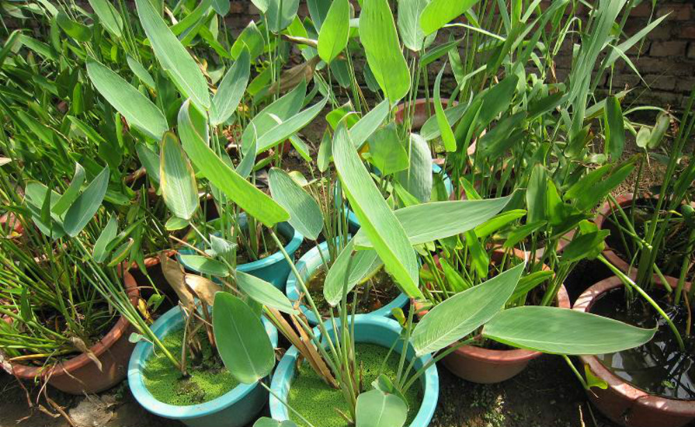  p>苳叶科,为单子叶植物,约30属,400种以上.