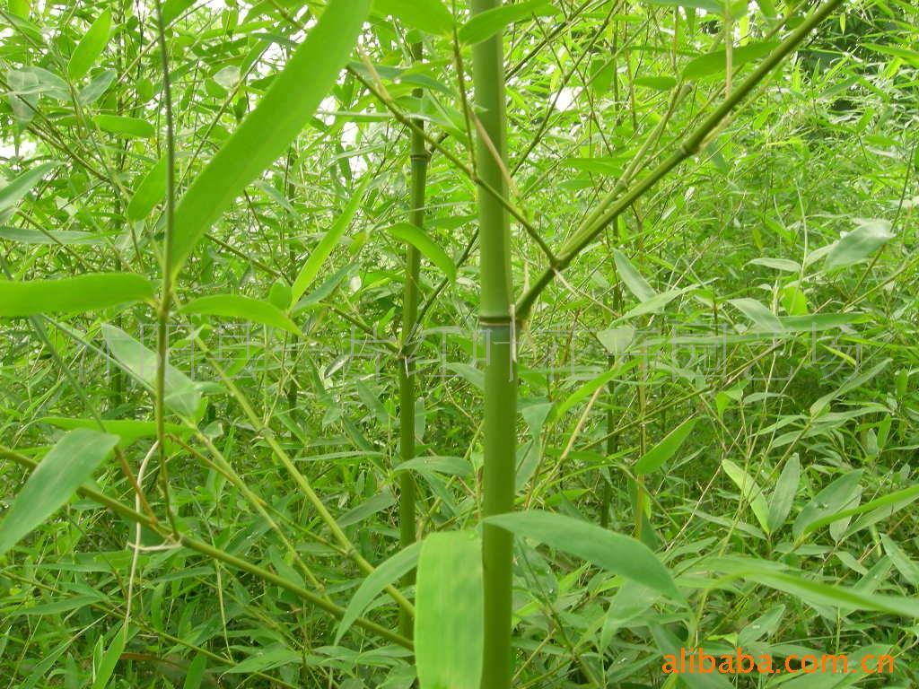  p>青皮竹(学名: i>bambusa textilis /i> mcclure)是禾本科,簕竹属