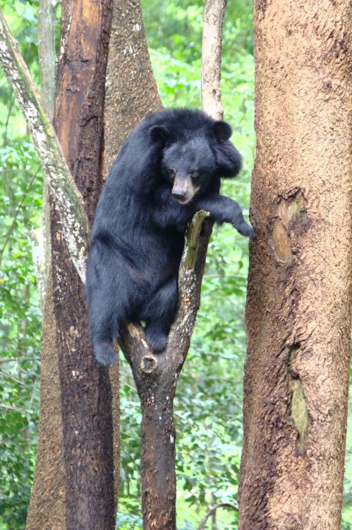  p>黑熊(学名: i>ursus thibetanus /i>):是食肉目,熊科动物.