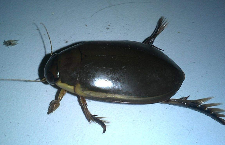  p>龙虱科(dytiscidae)属 a href="#" data-lemmaid="1622302">昆虫纲