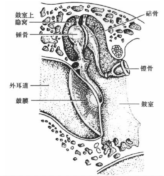 鼓室_百度百科