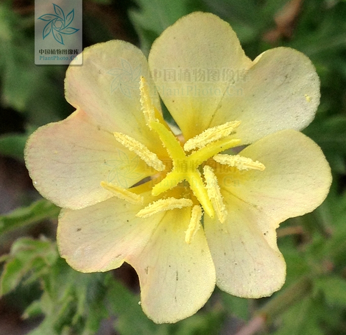  p>裂叶月见草,拉丁文名:oenothera laciniata hill.