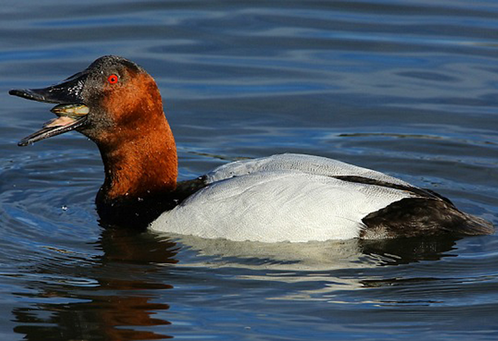  p>帆背潜鸭(学名: i>aythya valisineria /i>):体长48-56厘米, a