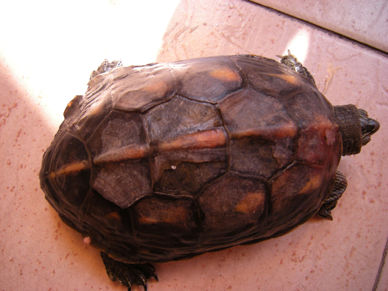  p>中华花龟( i>ocadia sinensis /i>)又名台湾草龟,六线草龟,珍珠龟