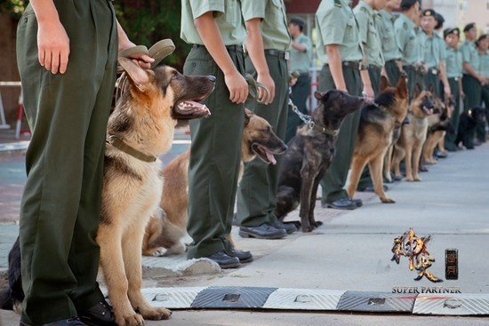  a target="_blank" href="/item/神犬奇兵/3353317" data