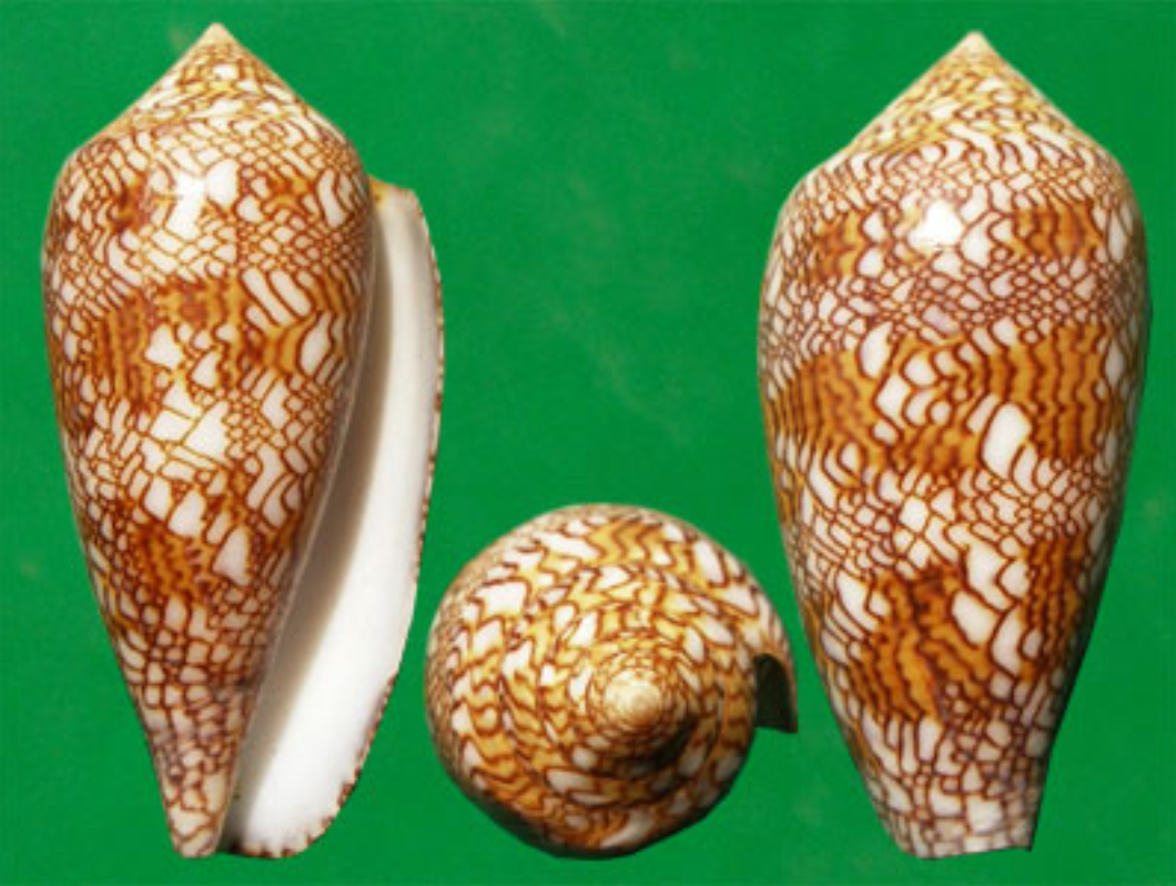 织锦芋螺