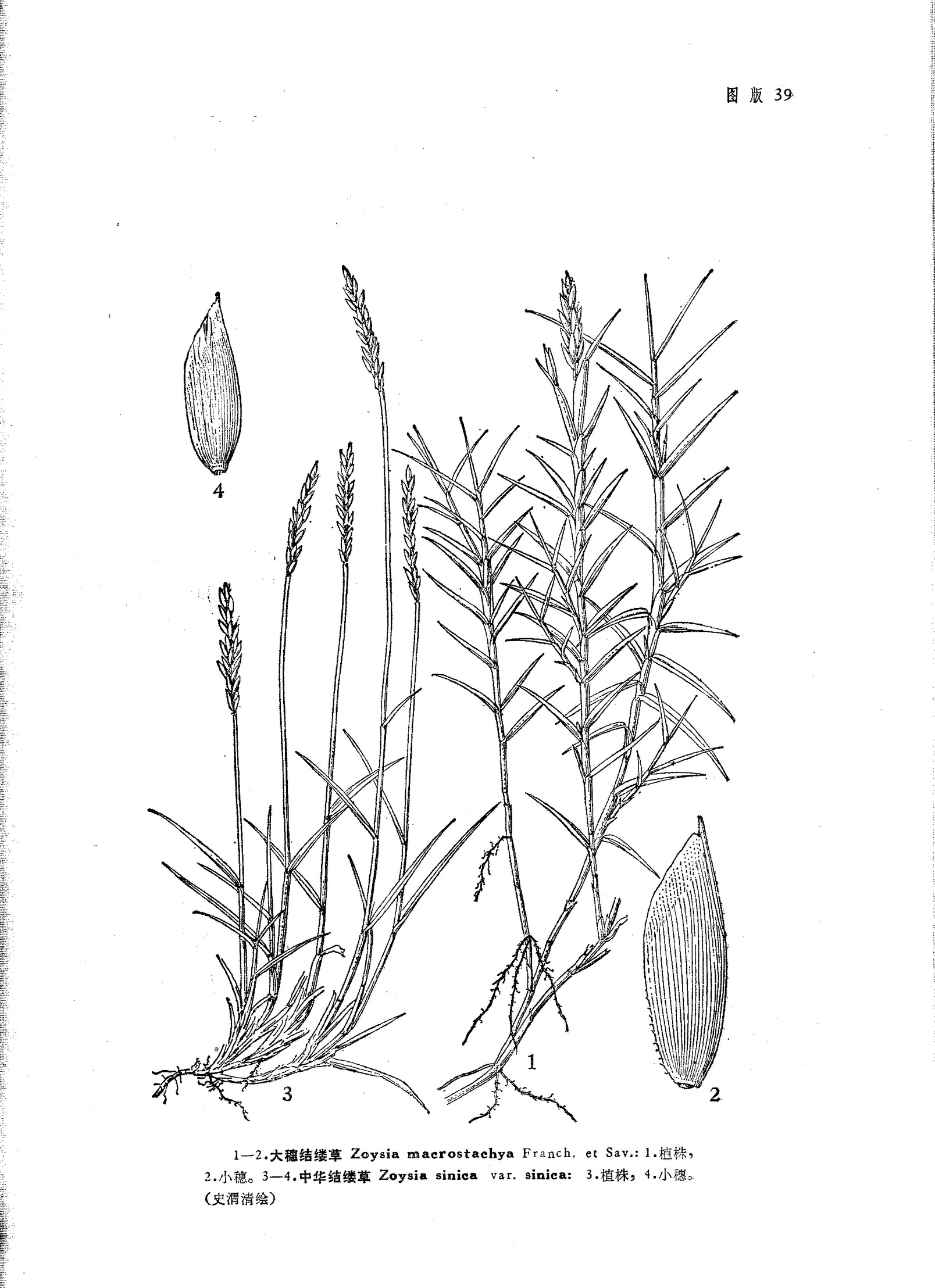 中华结缕草(原变种)