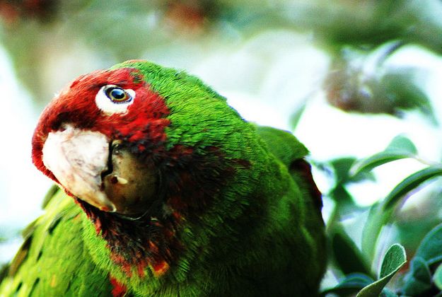  p>红面具锥尾鹦鹉(学名:aratinga erythrogenys)是典型的 a href="#"