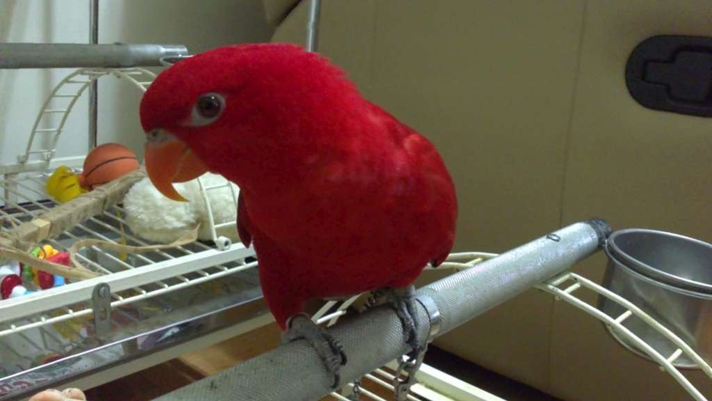  p> a href="#" data-lemmaid="4687135">红衣吸蜜鹦鹉 /a>(学名