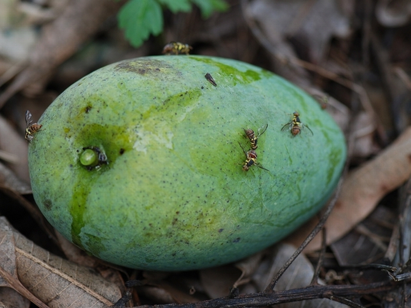 芒果蝇