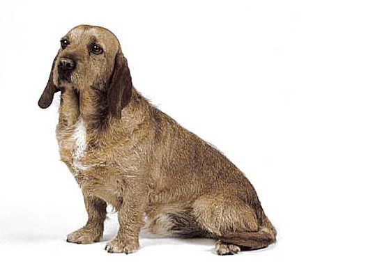 布列塔尼短腿猎犬