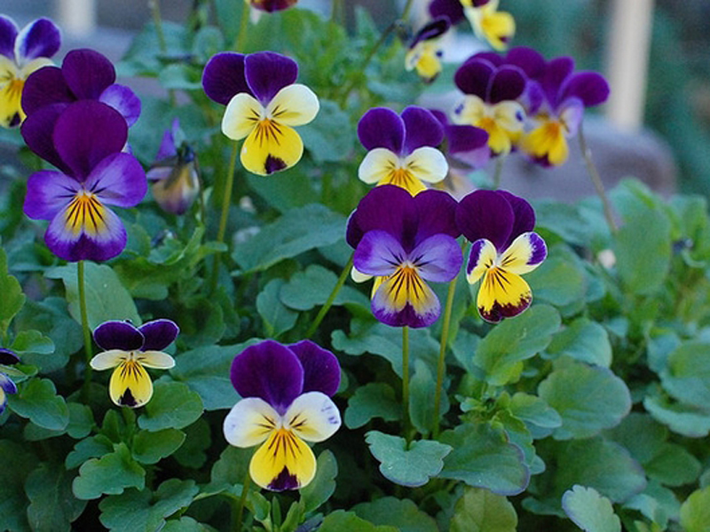 viola cornuta