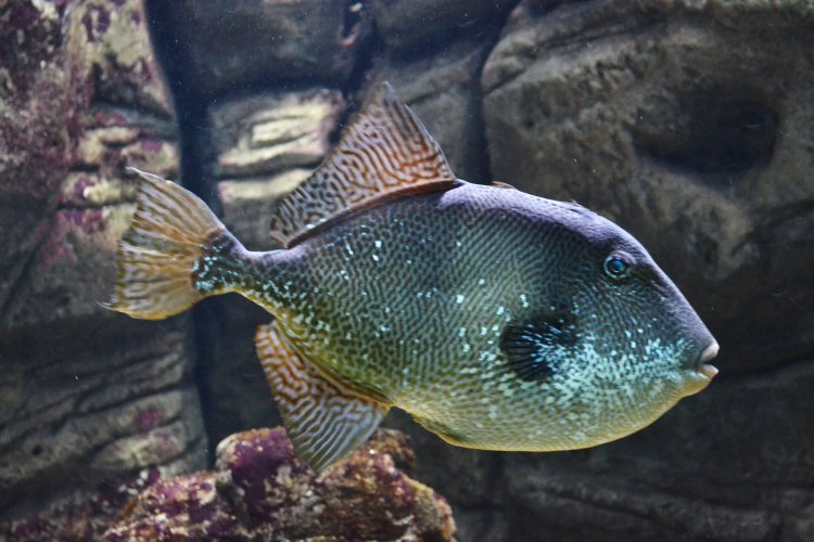  p>灰鳞鲀(学名: i>balistes capriscus /i>)是鳞鲀科,扳机鱼属鱼类.