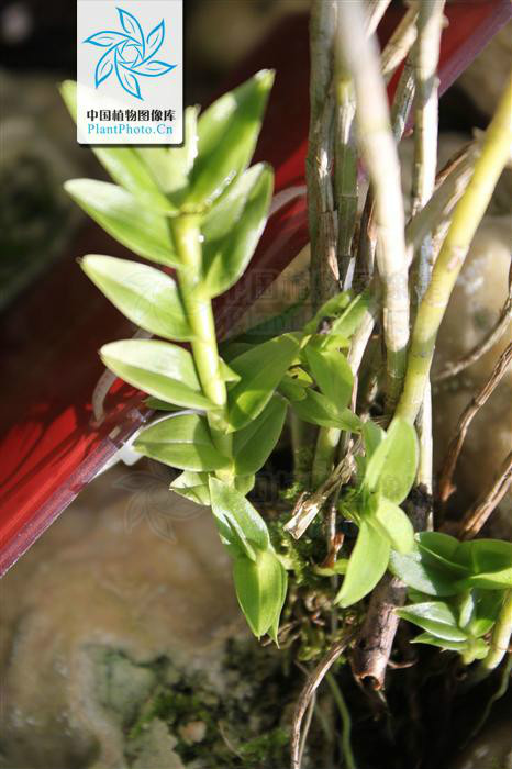  p> b>牛齿兰 /b>(学名: i> b>appendicula cornuta /b> /i>)为兰科牛