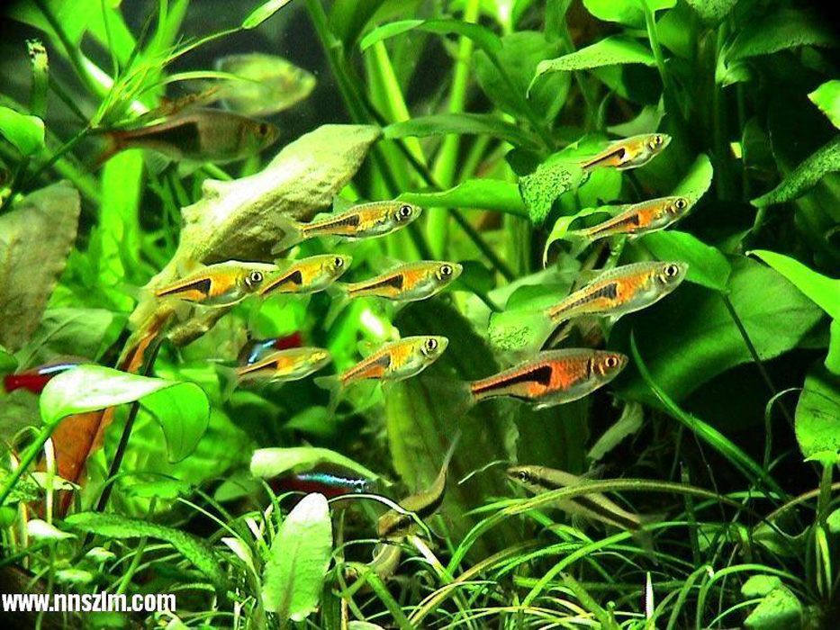  p>柠檬灯鱼,学名为丽鳍望脂鲤 (hyphessobrycon pulchripinnis),又称