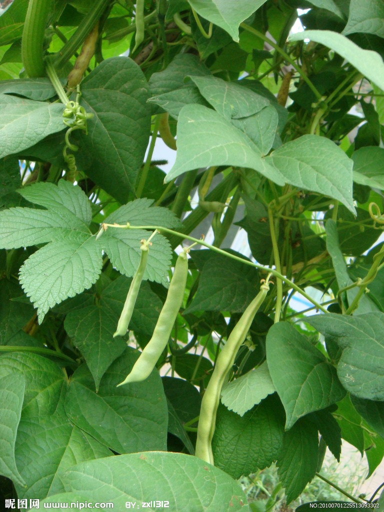  p> a href="#" data-lemmaid="7328367">长叶豇豆 /a>(学名: vigna