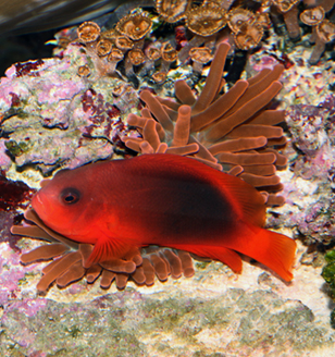  p>印度红小丑, i> b>amphiprion ephippium(bloch,1790) /b> /i>, a