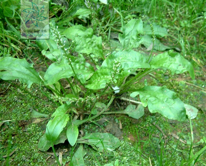 plantago asiatica subsp. erosa