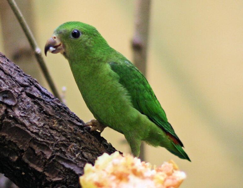 菲律宾短尾鹦鹉锡基霍尔亚种