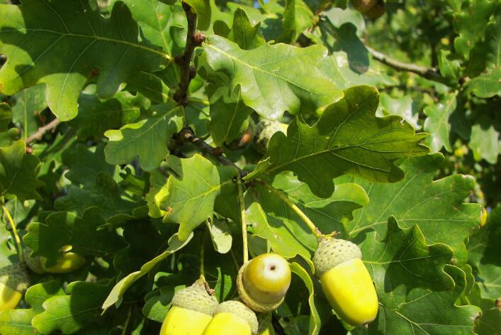  p> a href="#" data-lemmaid="7640479">壳斗科 /a>(学名:fagaceae)