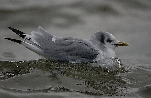  p>三趾鸥(学名: i>rissa tridactyla /i>),中型水鸟,体长38~47厘米.
