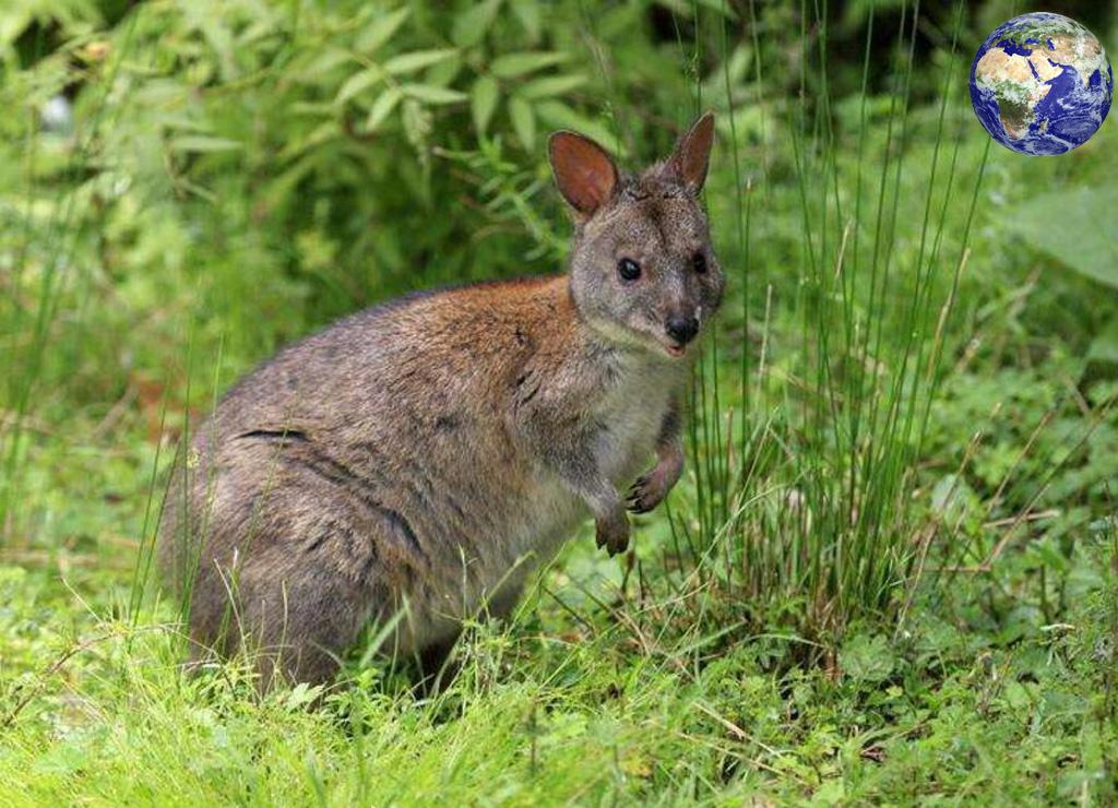 这种动物的奶具有杀菌的作用 效果是青霉素的一百倍 百科ta说