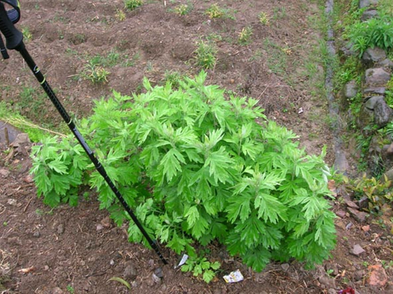  p> b>白毛多花蒿 /b>(学名:artemisia myrianthavar.