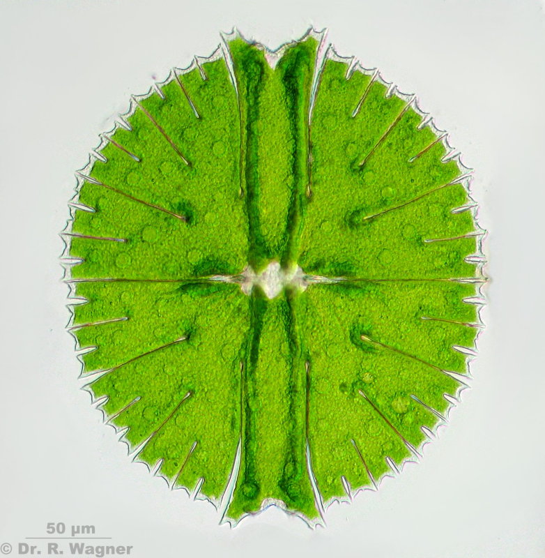  p> a target="_blank" href="/item/双星藻科/6710395" data-lemmaid