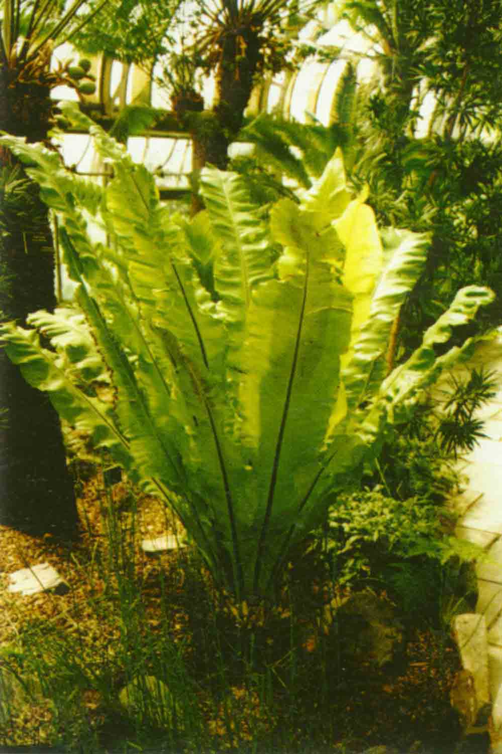 tenuipes /i> ching et shing)是水龙骨科盾蕨属的植物,根状茎横走,密