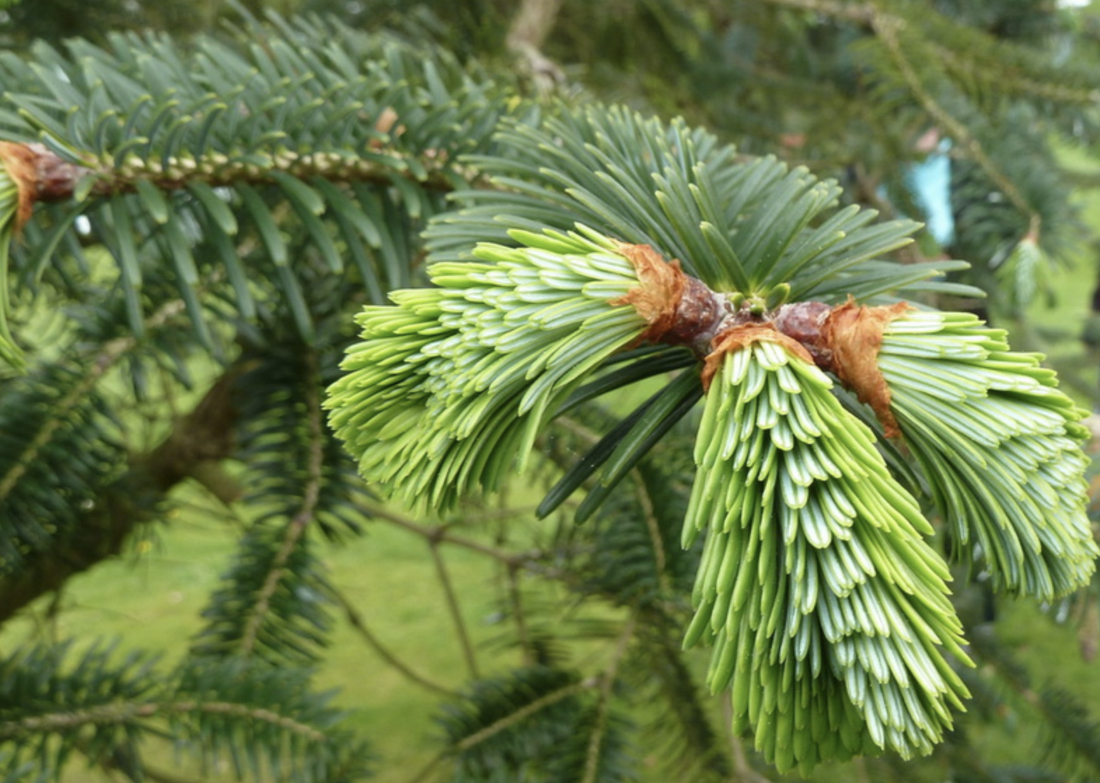 don) i>spach /i>)是松科,冷杉属植物.