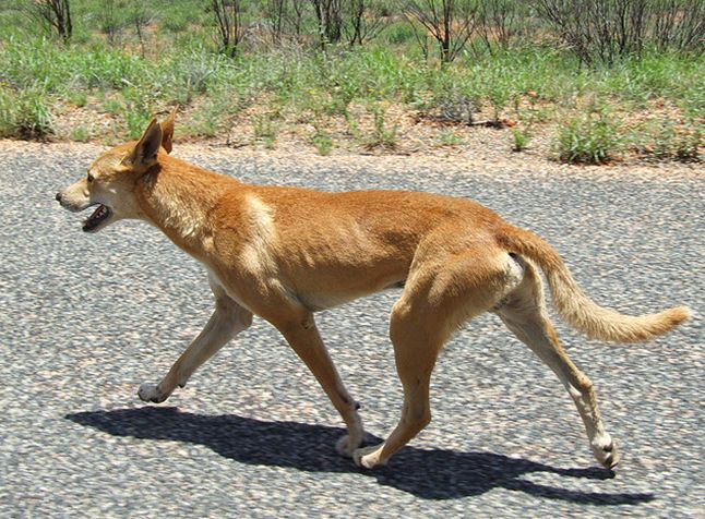  p>澳洲野狗(学名: i>canis lupus dingo /i>):在生物学分类属于 a