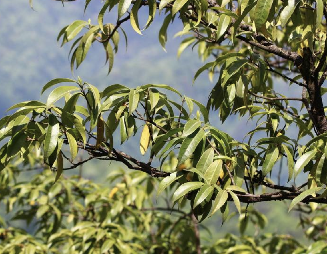 osmanthus serrulatus rehder