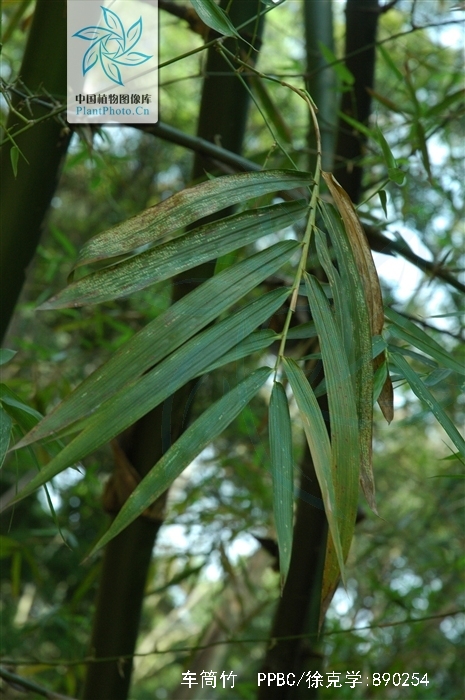  p>车筒竹(学名: i>bambusa sinospinosa /i> mcclure)是禾本科,簕竹