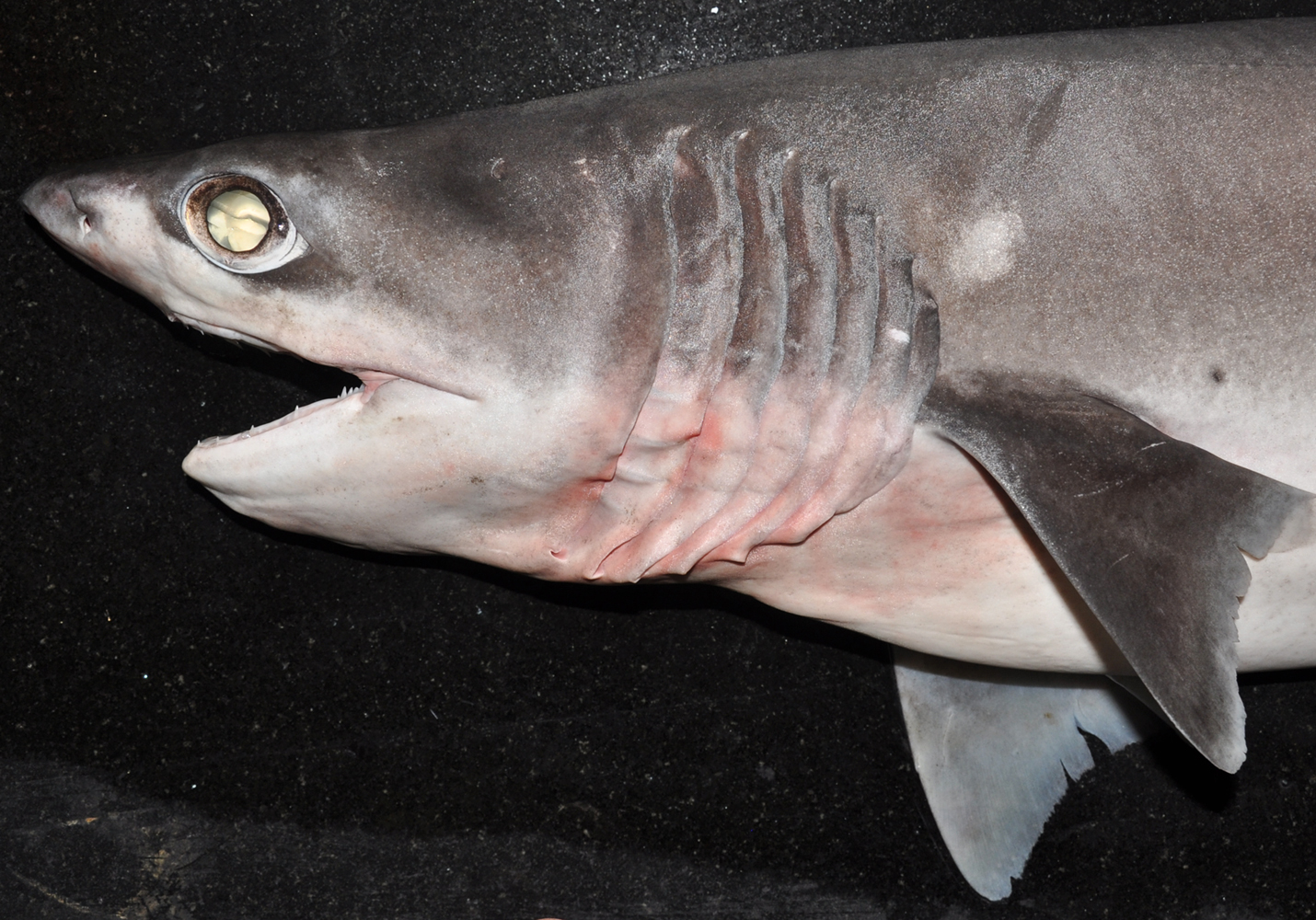  p>尖吻七鳃鲨(学名: i>heptranchias perlo /i>)是六鳃鲨科,七鳃鲨属