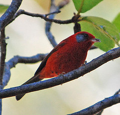 全深艳粉红色至玫瑰红色,头部为淡粉色.