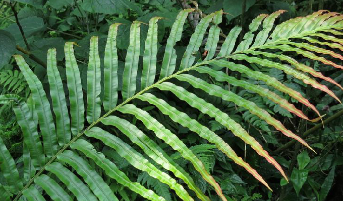 blechnum l.