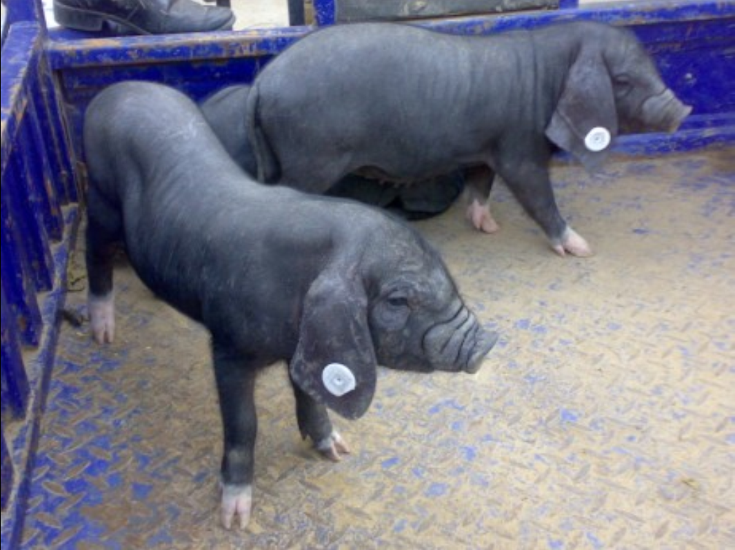  p>金枫猪是用金山枫泾猪(太湖猪的一个种群), a target="_blank"